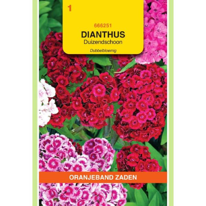 OranjeBand Dianthus, Duizendschoon dubbelbloemig gemengd