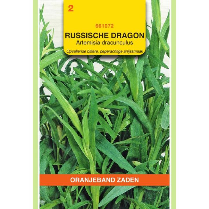 Oranjeband Dragon Russische