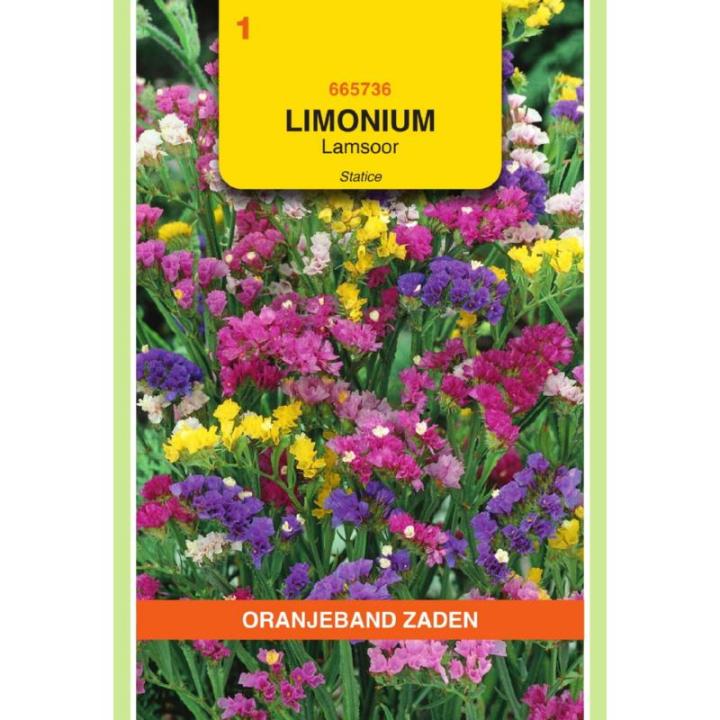 Oranjeband Limonium Lamsoor Statice gemengd