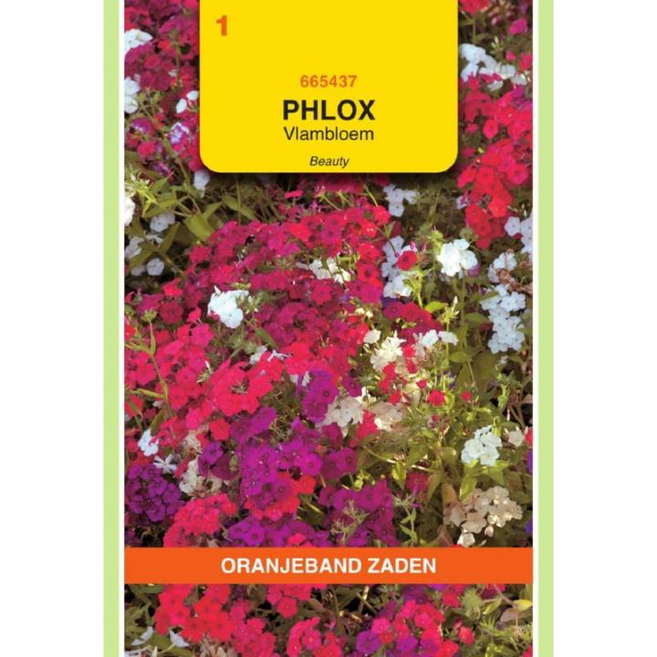 Oranjeband Phlox Vlambloem Beauty