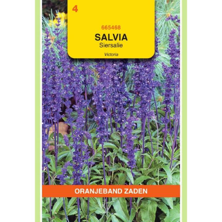 Oranjeband Salvia Siersalie Victoria donkerblauw