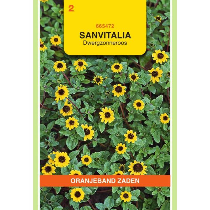 Oranjeband Sanvitalia Dwergzonneroos geel