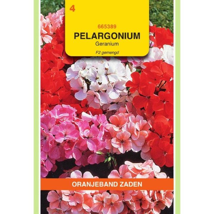 Oranjeband Pelargonium, Geranium F2 gemengd