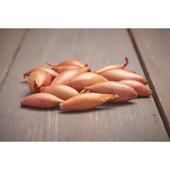 Plantsjalot Longor 500g