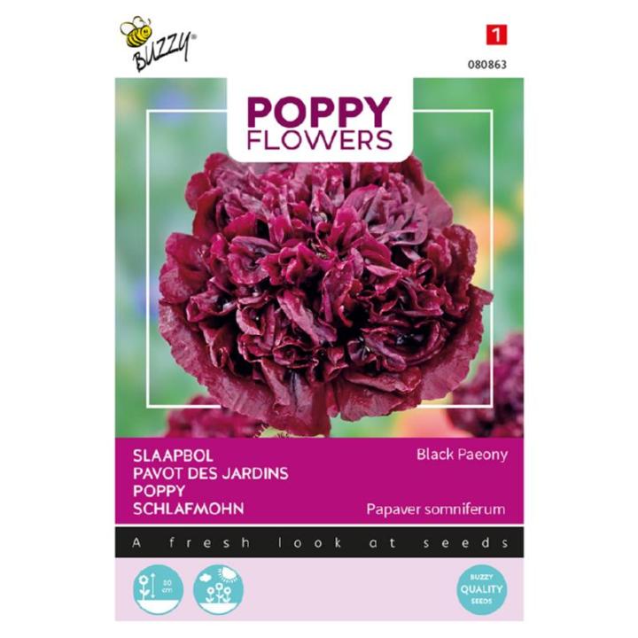 Buzzy® Poppy Flowers Papaver Black Paeony