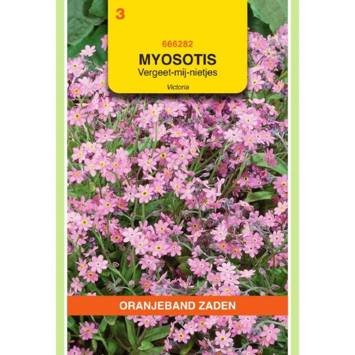 Oranjeband Myosotis, Vergeet-mij-niet Victoria, roze