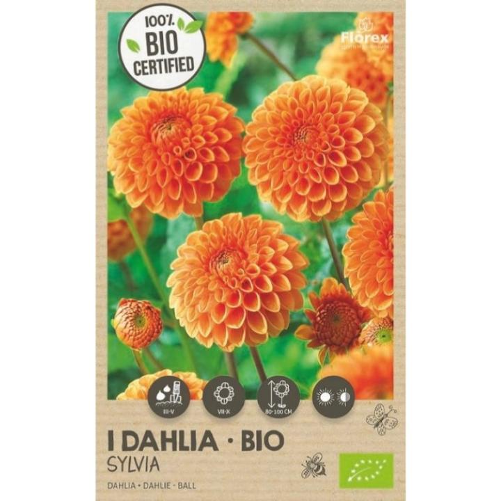 Bio Dahlia Ball Sylvia 1st.
