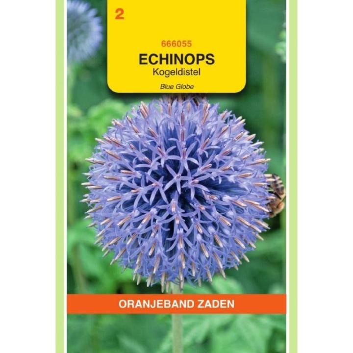 Oranjeband Echinops, Kogeldistel Blue Globe