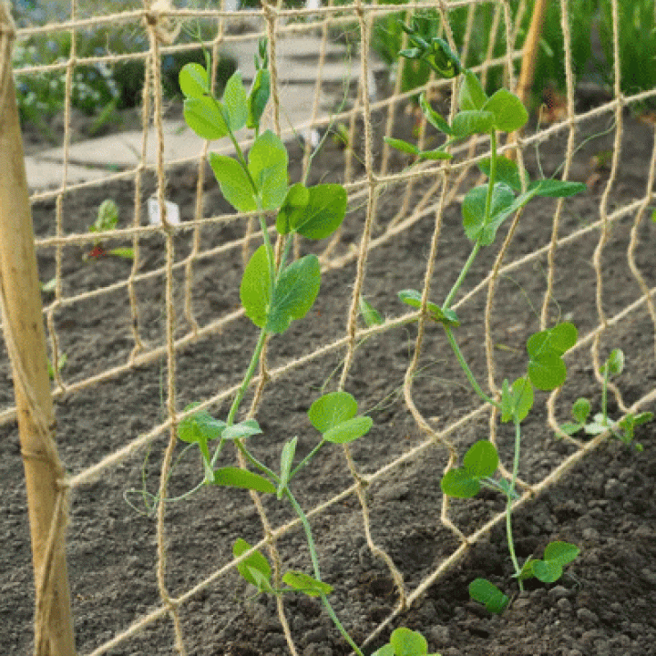 Nature Klimnet voor planten 1x3 m - Naturel Jute