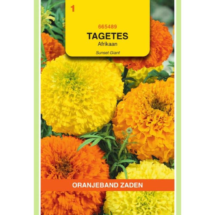 Oranjeband Tagetes Afrikaan Sunset Giant gemengd