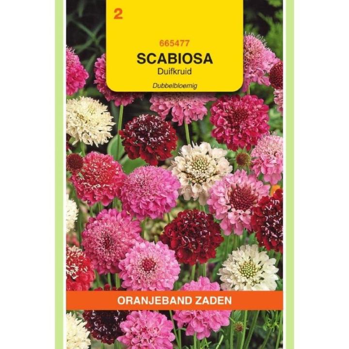 Oranjeband Scabiosa, Duifkruid dubbelbloemig