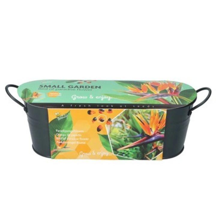 Buzzy® Small Garden Birds of Paradise, Strelitzia teiltje