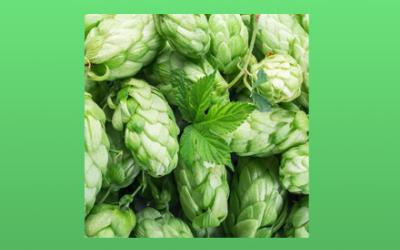Hop